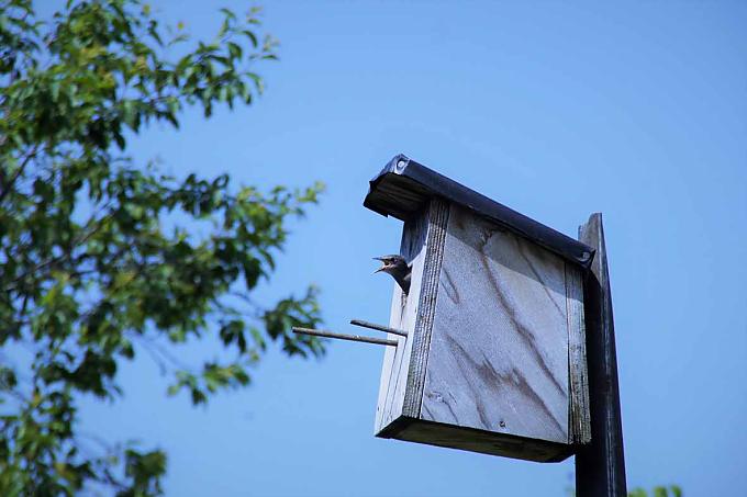 Hungriger junger Star Hungrige Schwalben brauchen viel Nahrung