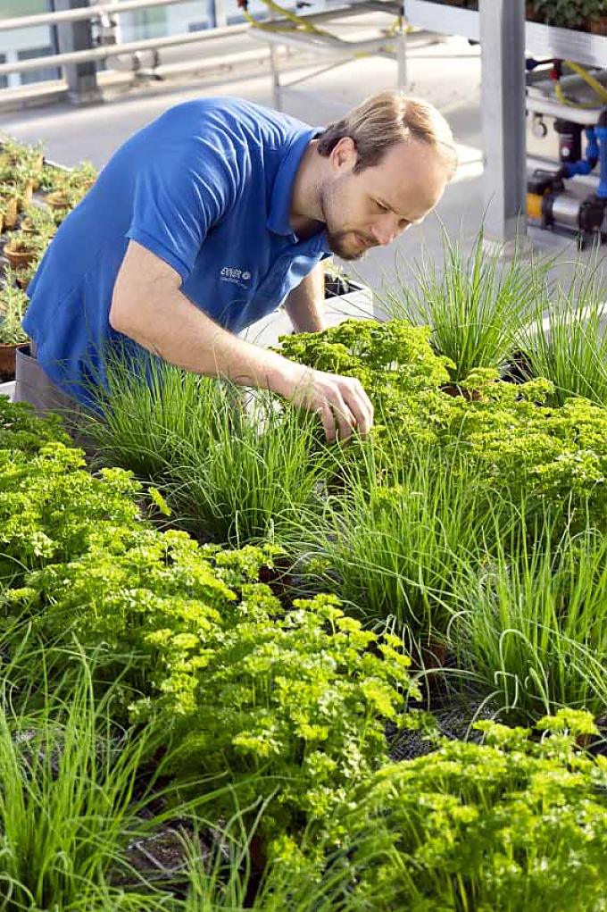 Wolfgang Grüne arbeitet im Gewächshaus. Wolfgang Grüne arbeitet im Gewächshaus.