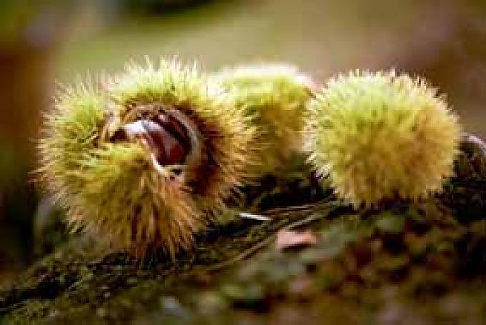 Durch den größten Kastanienhain Europas Durch den größten Kastanienhain Europas