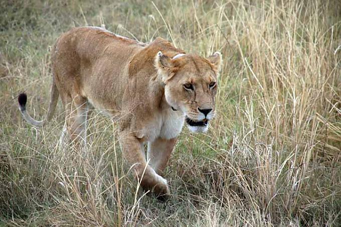 Büffel im Anmarsch Büffel im Anmarsch