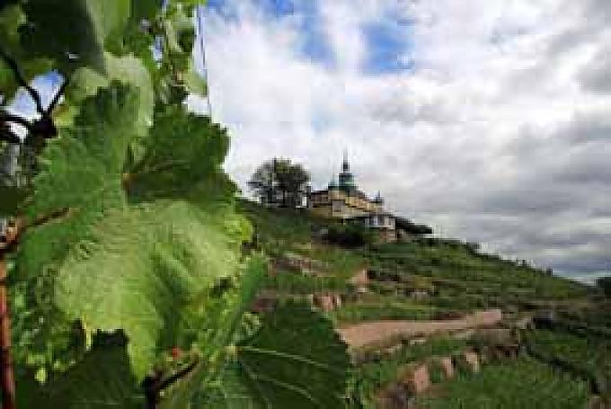 Edle Tropfen von der Elbe Edle Tropfen von der Elbe