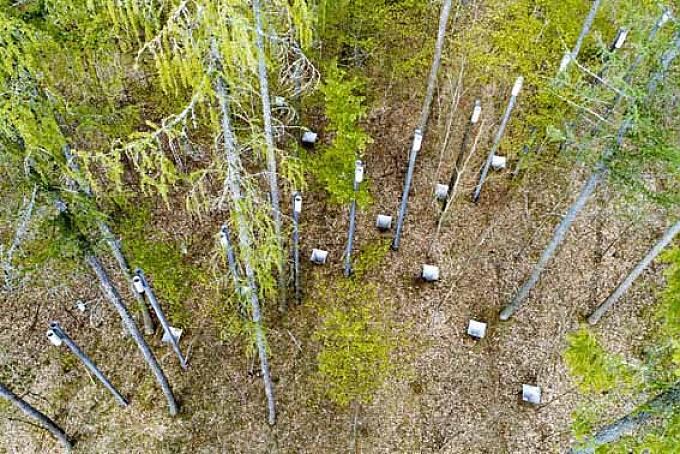 Was den Wald retten kann, versuchen Wissenschaftler in Brandenburg auf einem weltweit einmaligen Monitoring-Gelände Antworten herauszufinden. Verkabelter Wald