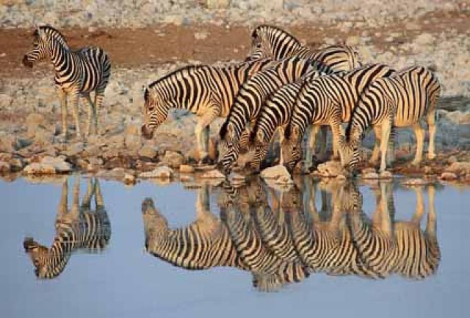 Tierisch abgefahren Tierisch abgefahren