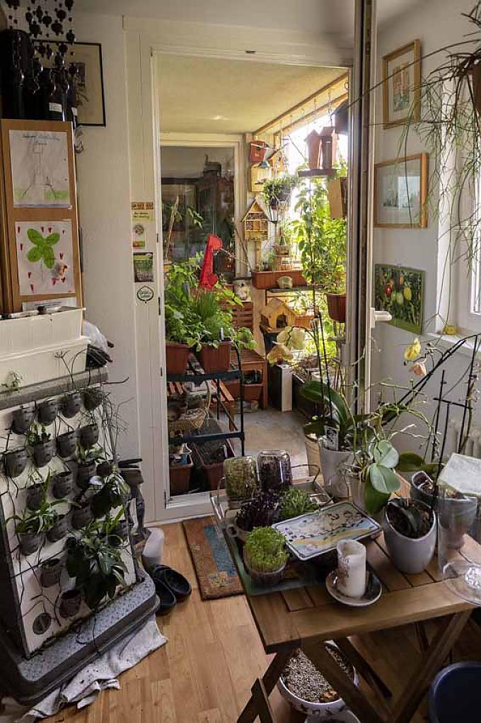 In der Wohnung werden Pflanzen vorgezogen. Tomaten