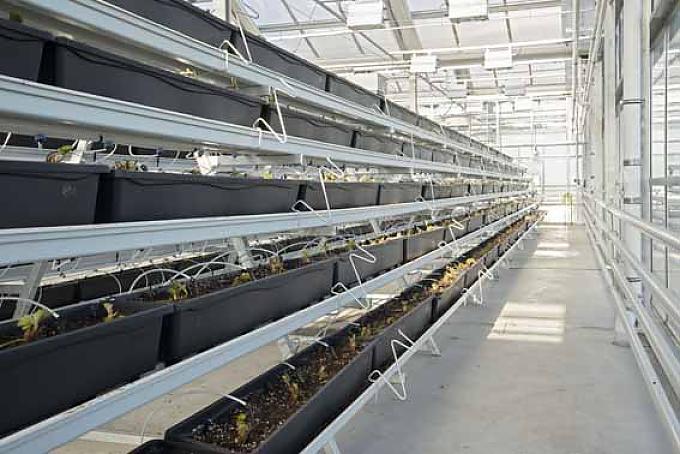 Anzucht von Pflanzen. Wolfgang Grüne kontrolliert die Wasserversorgung.