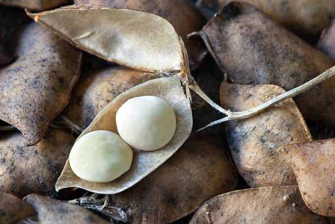 Klein, aber oho  Klein, aber oho