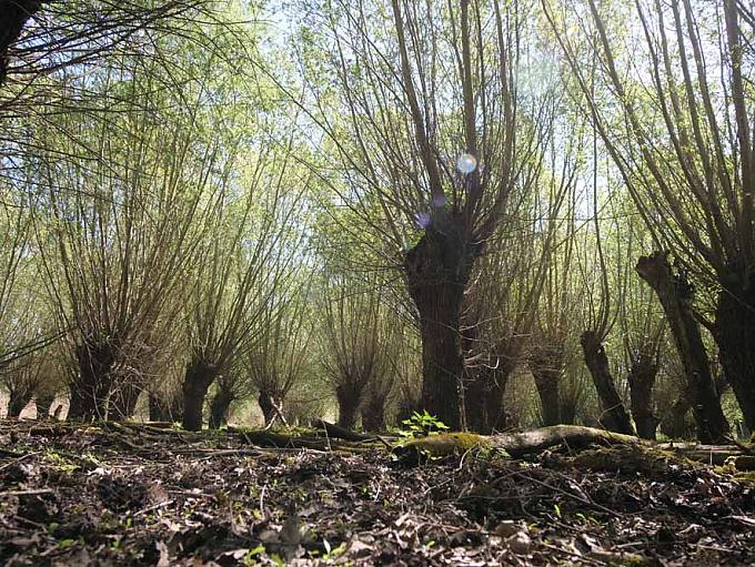 Reine Natur am Rhein: Der Kühkopf Reine Natur am Rhein: Der Kühkopf