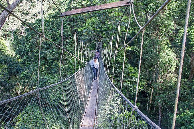 Der Canopy Walkway mit insgesamt neun Hängebrücken ist die Hauptattraktion im Taman Negara Nationalpark Der Canopy Walkway mit insgesamt neun Hängebrücken ist die Hauptattraktion im Taman Negara Nationalpark