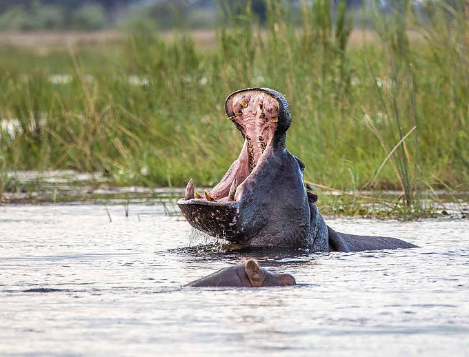 Hippo-Mania Hippo-Mania