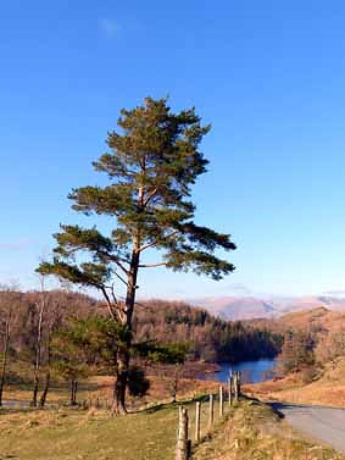 Lake District Beatrix Potter vor ihrer Hill Top Farm.