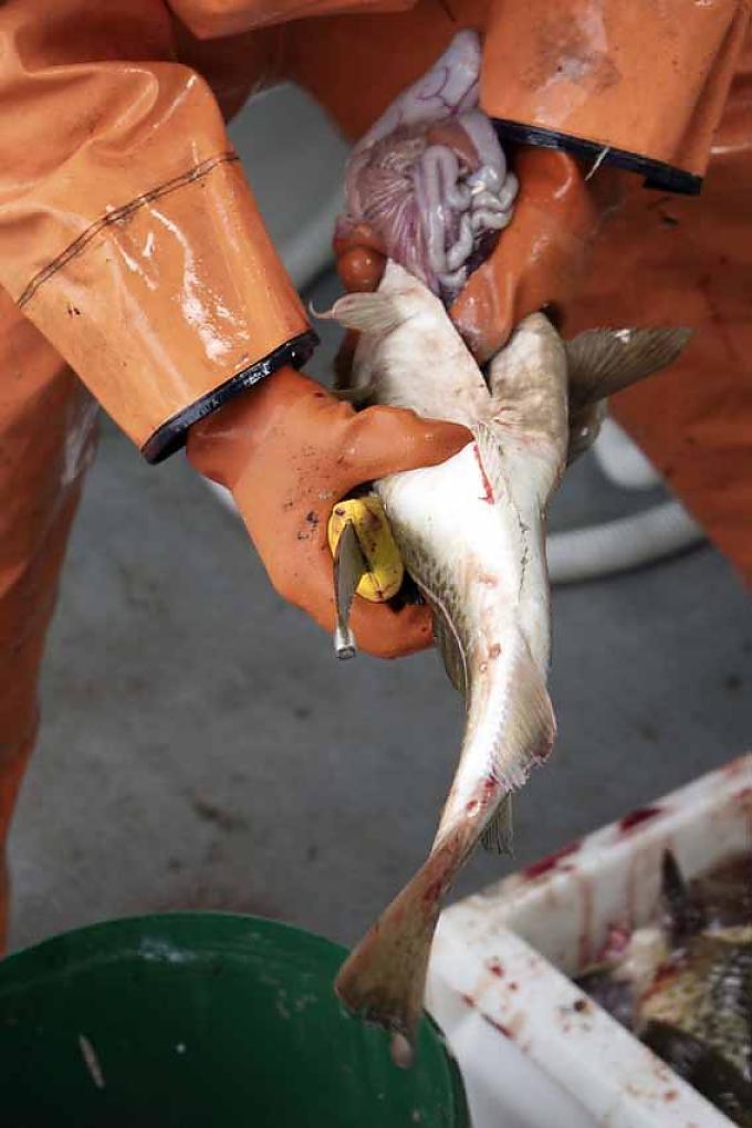 Fische werden ausgenommen. Fische werden ausgenommen.