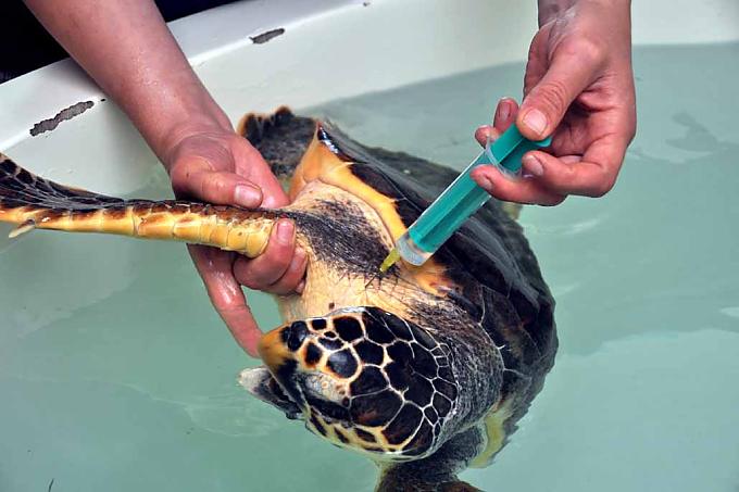 Kiki braucht noch eine Injektion. Kiki braucht noch eine Injektion.