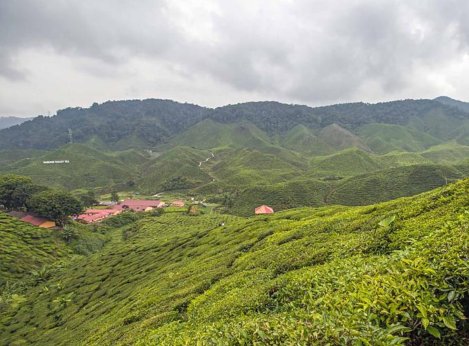 Saftiges Grün soweit das Auge reicht. Teeplantagen sind das augenfälligste Markenzeichen der Cameron Highlands Saftiges Grün soweit das Auge reicht. Teeplantagen sind das augenfälligste Markenzeichen der Cameron Highlands