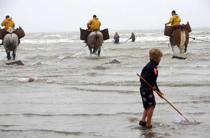 Ehrenrettung für den Knurrhahn Ehrenrettung für den Knurrhahn