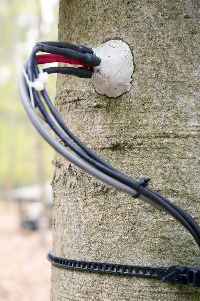 Verkabelter Baum Verkabelter Baum