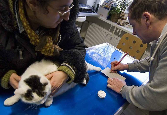Rollstuhl für Vierbeiner Rollstuhl für Vierbeiner