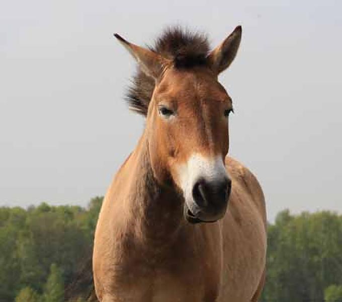 Diese Przewalski-Damen lassen sich ausgiebig bewundern Diese Przewalski-Damen lassen sich ausgiebig bewundern