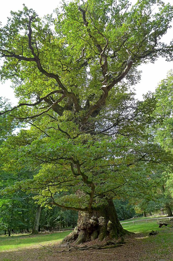 Älteste Eichbaum. Eichenstamm.