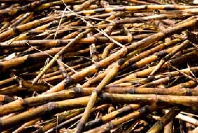 Zuckerrohr Zuckerrohrtransport