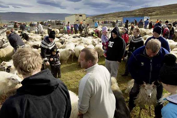 Am Ende des Sommers werden die Schafe von den Almen heruntergetrieben Beim Myvatn-See in Island