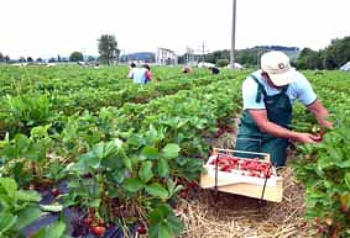 Harte Arbeit – süße Frucht Harte Arbeit – süße Frucht