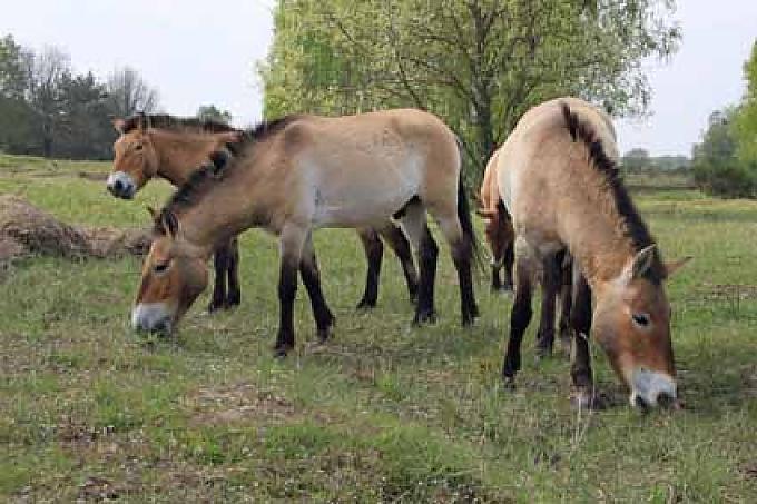 Wisent, Wildpferd, Wiedehopf Wisent, Wildpferd, Wiedehopf
