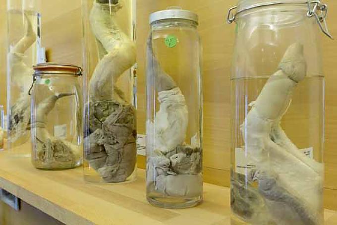 Penis eines Rentiers Penis eines Rentiers