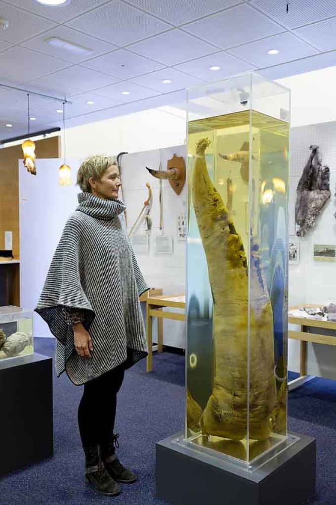 Pottwalpenis Pottwalpenis