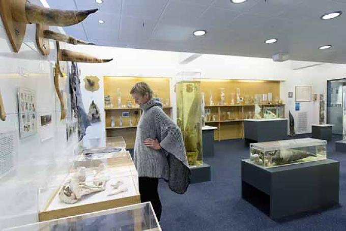 Besucher im Phallusmuseum Penis eines Rentiers