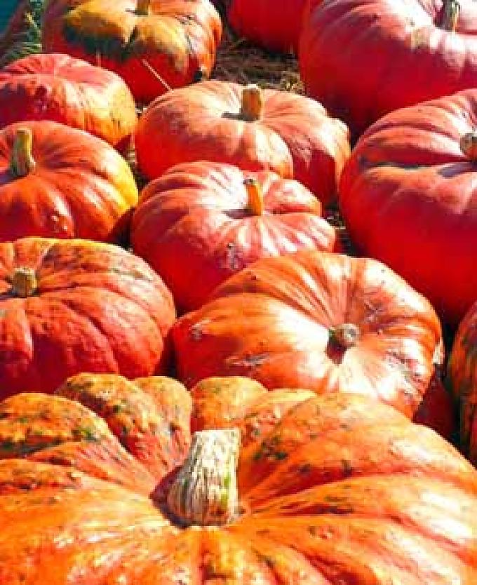 Mehr als 100.000 Kürbisse kommen in Klaistow bis Anfang November zum Einsatz Mehr als 100.000 Kürbisse kommen in Klaistow bis Anfang November zum Einsatz