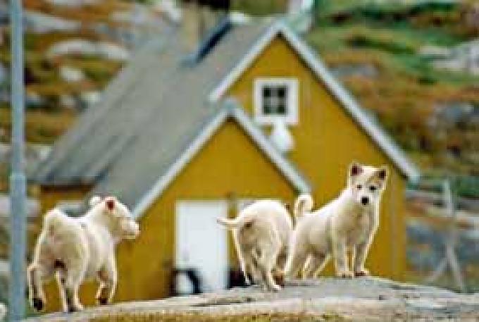 Am bunten Rand des Eises Am bunten Rand des Eises