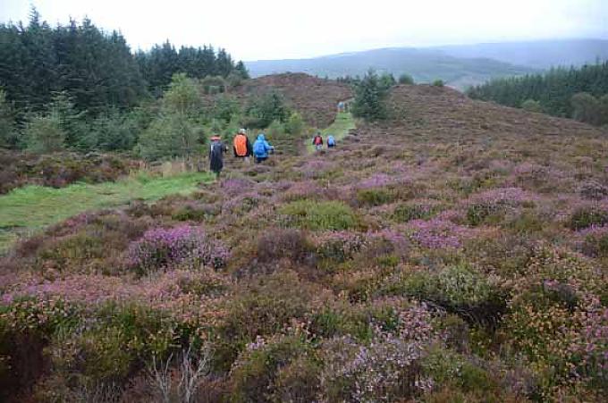 Heidekraut, wie in den richtigen Highlands - hier auf dem Weg zum Feental. Laggan Cottage am Coastal Way nördlich von Sannox ist schon seit vielen Jahren verlassen.