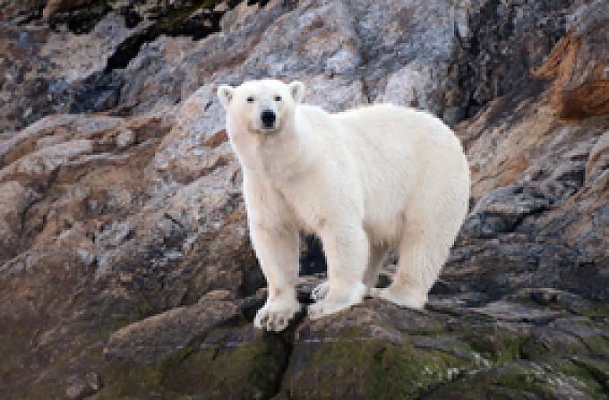 Eisbär - Der König der Arktis in den Lower Savage Islands. Eisbär - Der König der Arktis in den Lower Savage Islands.