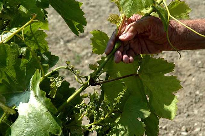 Gerhard kontrolliert, ob die Reben von Schädlingen befallen sind Weinprobe