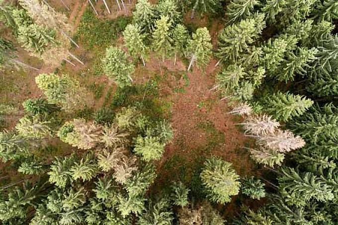 Blick von oben auf den Wald bei Harbergen. Alte Oberförsterei Neubruchhausen.