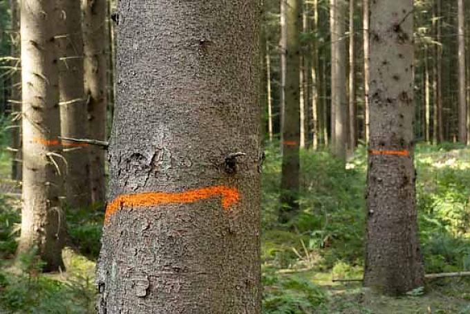 Rund um die Lichtung stehen aktuell 160 Fichten mit roten Markierungen Rund um die Lichtung stehen aktuell 160 Fichten mit roten Markierungen