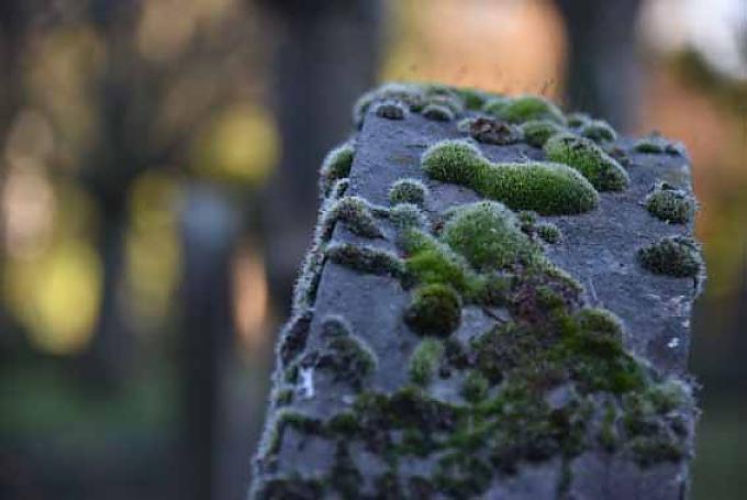 Moos auf einem Grabstein. Tief hängen die Äste einer weit ausladenden Trauerweide im vorderen Bereich des Endenicher Friedhofs