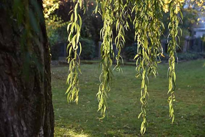 Tief hängen die Äste einer weit ausladenden Trauerweide im vorderen Bereich des Endenicher Friedhofs Tief hängen die Äste einer weit ausladenden Trauerweide im vorderen Bereich des Endenicher Friedhofs