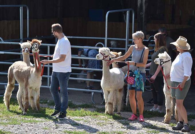 Die Alpakas dienen als Therapeuten und Begleiter für Spaziergänge. Christian Käufer mit einer Wollspindel.