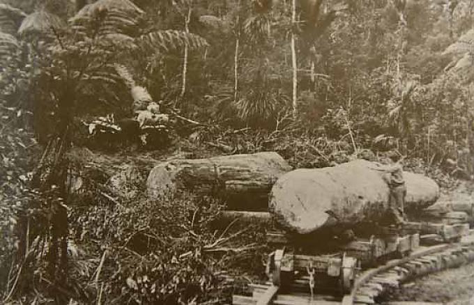 Ein Kauristamm wird aus dem Busch transportiert. Ein Kauristamm wird aus dem Busch transportiert.