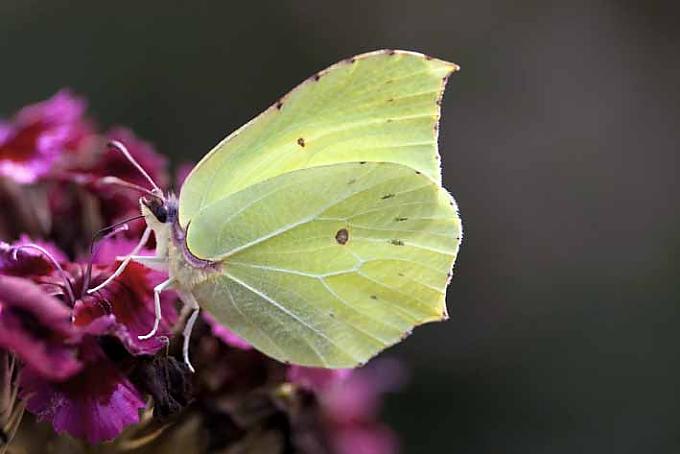 Zitronenfalter Gartenführung mit Markus Gastl