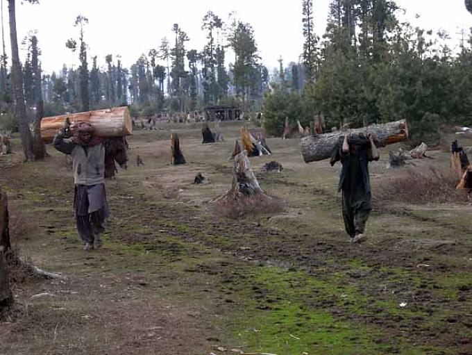 Illegale Holzschmuggler im Bergdorf Mogray im Distrikt Pulwama Illegale Holzschmuggler im Bergdorf Mogray im Distrikt Pulwama