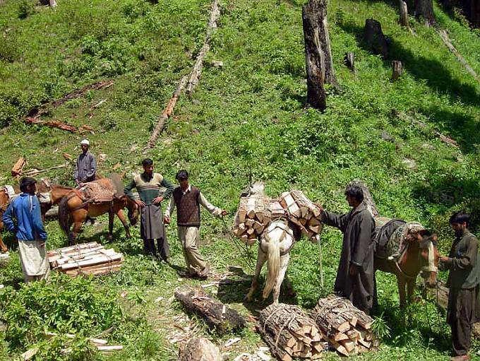 Illegale Holzschmuggler im Distrikt Shopian Illegale Holzschmuggler im Distrikt Shopian