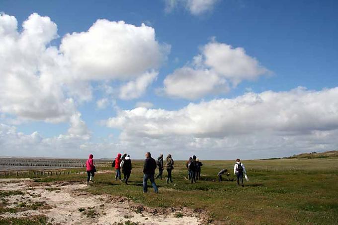 Geduld wie ein Austernfischer Geduld wie ein Austernfischer