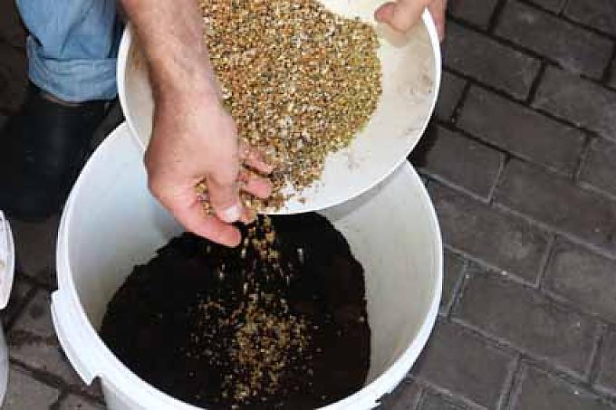 Ansatz einer Pilzzucht. Ralph Haydn.