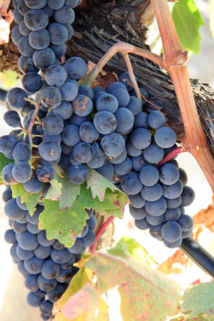 Traube in der Ribera del Duero Traube in der Ribera del Duero