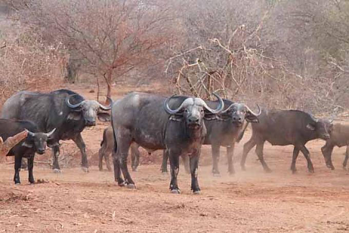 Büffel im Park. Büffel im Park.