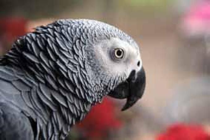 Graupapagei Bobby Graupapagei Bobby