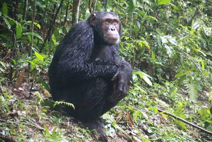 Kreischende Schimpansen, mampfende Gorillas