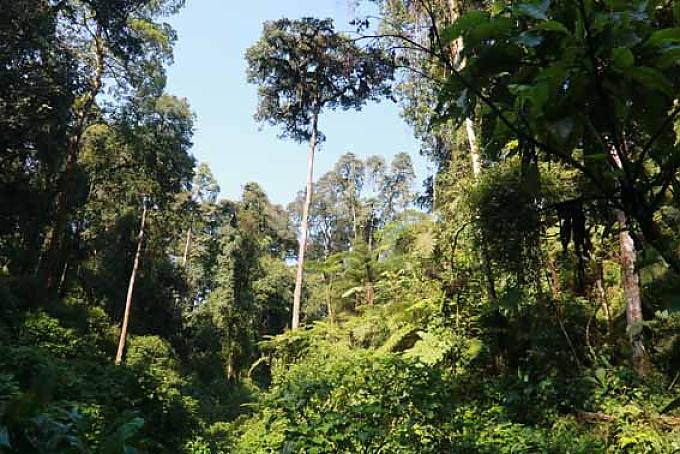 Urwald im Bwindi Impenetrable Nationalpark Urwald im Bwindi Impenetrable Nationalpark